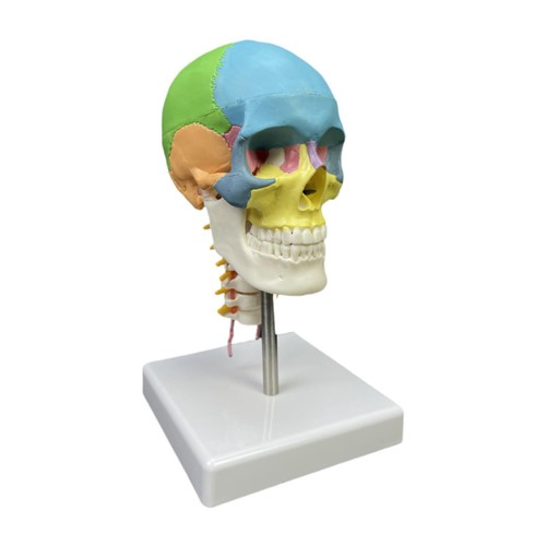 Human skull model skeleton - skull,
