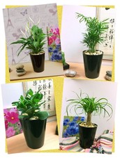 Evergreen Table Plant @ Black