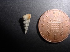 VERY RARE Bartonian Eocene Undiscala undosa Epitoniidae Middle Barton Beds UK