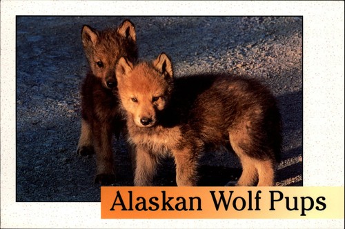 Alaska wolf puppies postcard - wolf,