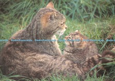 D128039 Scottish Wild Cats Adult Male and Kitten Phil Banks