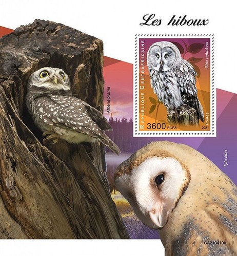 Owls birds prey - of, bird/birds