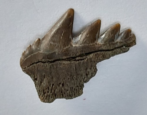 Rare notorynchus serratissimus - rare,