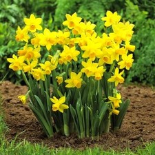 Narcissus Tete A Tete Dwarf Rockery Daffodil Spring Flowering Bulbs Plants