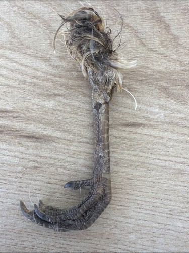 Lucky dried pheasant - lucky, foot