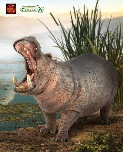 Hippopotamus hippo animal - hippo,