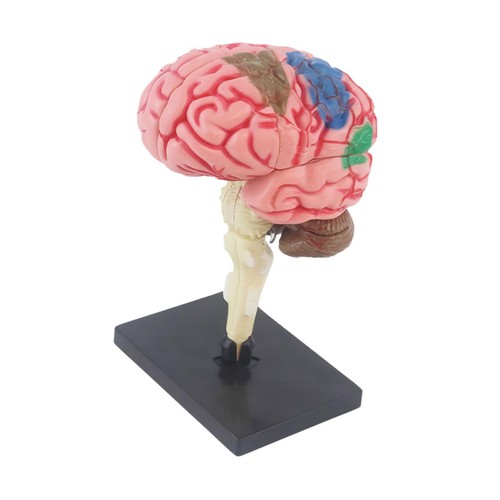 Human brain model - human, 4d