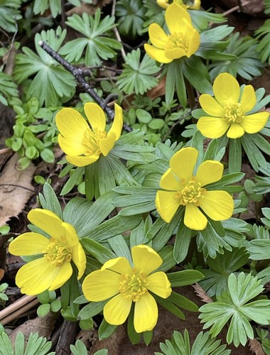 Eranthis hyemalis x20 - eranthis,