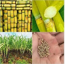 50x AMERICAN GIANT SUGAR CANE SEEDS GROW YOUR OWN SUGAR PLANT TREE SEEDLING UK