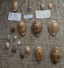 Selection of 17 Cowrie Shells