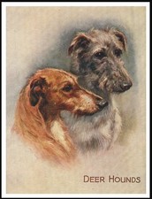 DEERHOUND DOGS HEADSTUDY