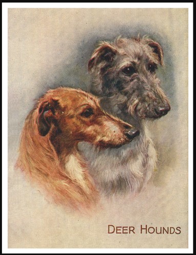 Deerhound dogs headstudy - deerhound,