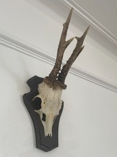 Fine Antlers of a Roe Deer T8 taxidermy mounted skull horns Decor Design