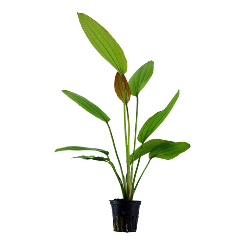 Echinodorus rosé tropica - rosé,