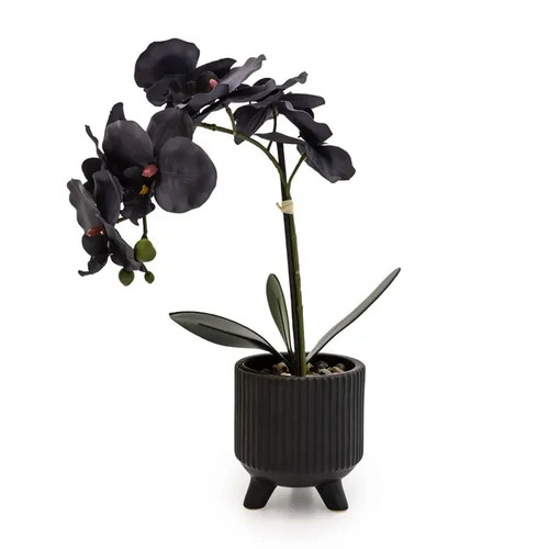 Black orchid matte - orchid,