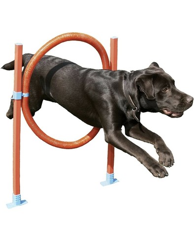 Dog agility training - dog, equipment
