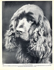SUSSEX SPANIEL HEAD STUDY NAMED CHAMPION DOG OLD 1934 PRINT