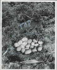 1948 Press Photo Mallard duck