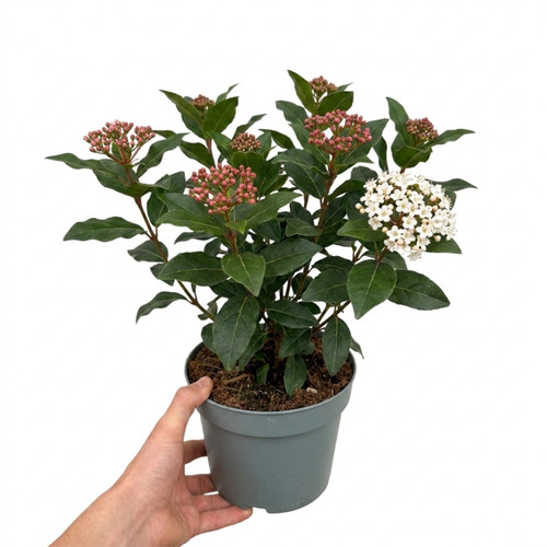 Viburnum tinus gwenllian - 1,