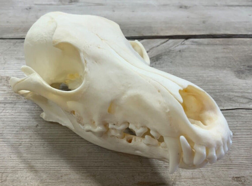 Coyote skull authentic montana - coyote,