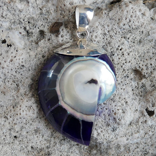 Small purple nautilus - small,