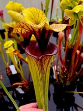 Sarracenia flava var ornata - sarracenia,