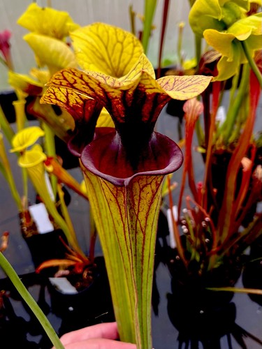 Sarracenia flava var ornata - flava,