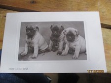 Three Little Pug Dog Puppies Real Photograph Postcard Unposted c1910s ROTARY