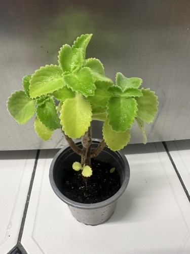Plant sale spanish - ****plant, sale*****