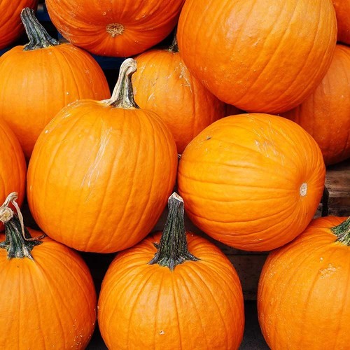 Pumpkin jack lantern seeds - o’lantern,