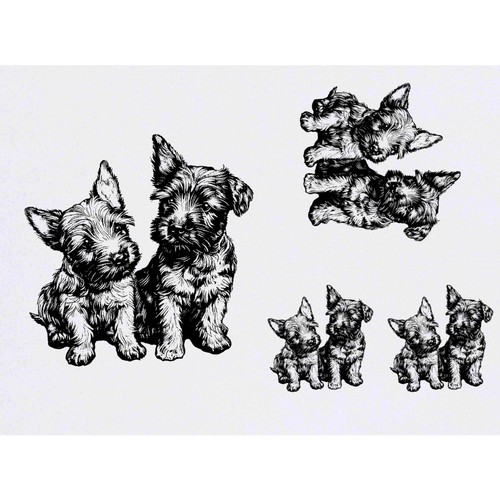 Scottish terrier puppies - 4, 'scottish