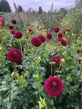 blyton red ace ball dahlia ground tuber
