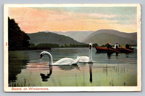 Postcard swans on windermere - -,