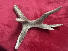 One piece deer antler - one,