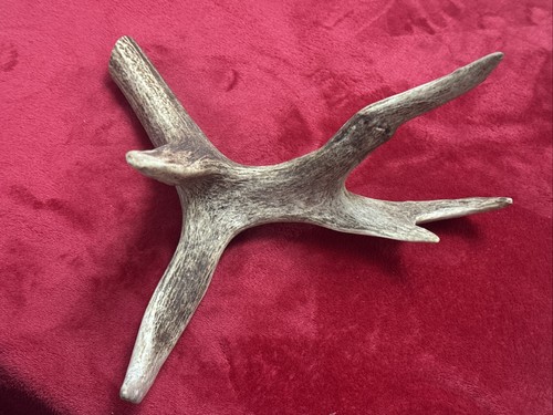 One piece deer antler - of,