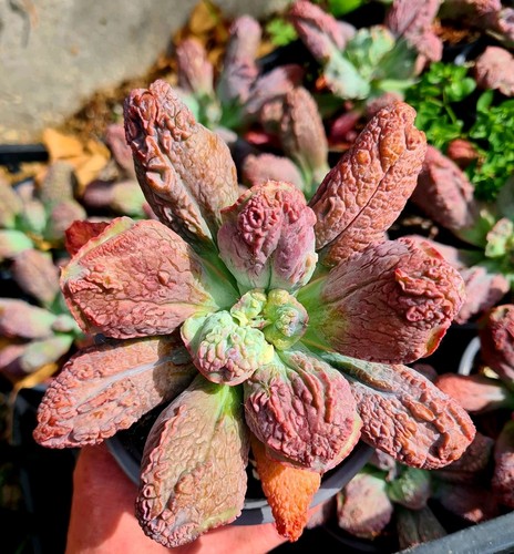 Echeveria linguas purple - linguas, |