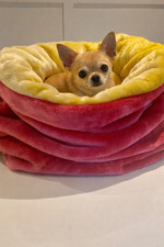 Snuggle sack, chihuahua