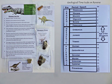 Dinosaur Fossil Pack Tooth