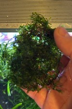 Java Moss. BUY 2 get 1 order