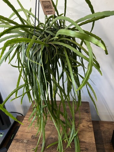 Rhipsalis halviana trailing - halviana,