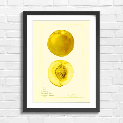Vintage peach botanical - peach,