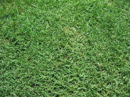 Bermuda grass seed hulled - bermuda, hulled/