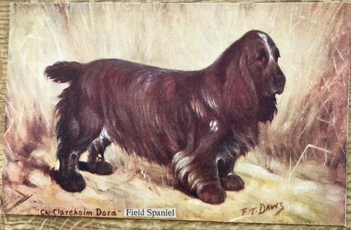Field spaniel clareholm dora - clareholm,