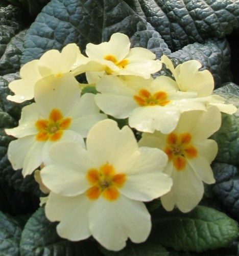 Primrose x36 everlast - primrose,