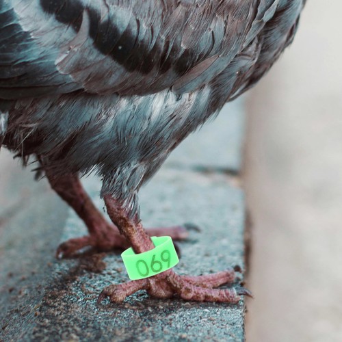 100 pcs pigeon supplies - pigeon,