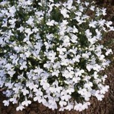 40 Bush Lobelia White Hanging