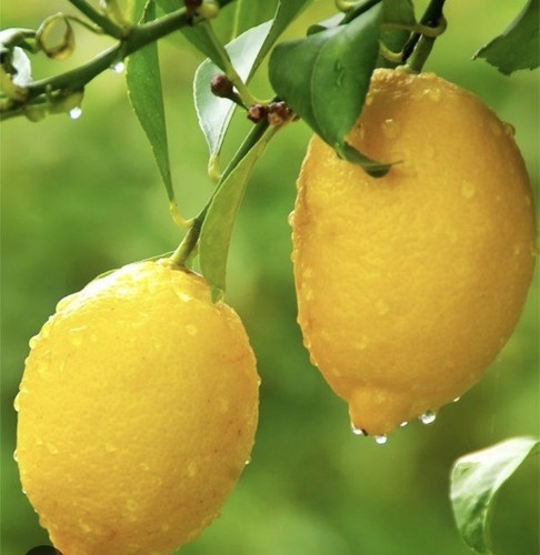 Baby lemon plant 15cm - plant, 10-15cm