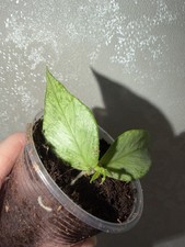 Hoya Polyneura Broget