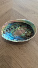 Unpolished Abalone Shell -