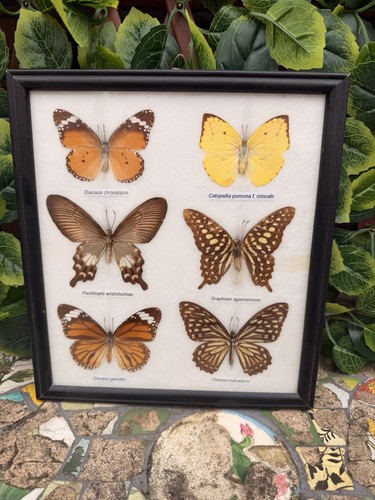 Vintage framed asian - vintage,
